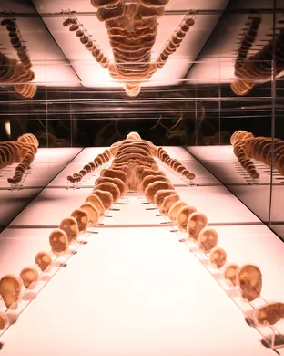 Bodies: The Exhibition Las Vegas